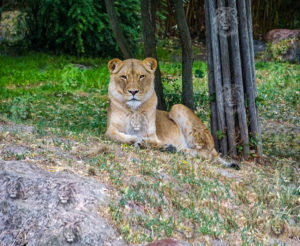 आंख का टेस्ट ! इस चित्र में कितने शेर(शेर के चेहरे) है ?