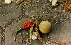 सुबह सुबह आपको नींबू मिर्च या लाल कपड़ा व सिंदूर मिल जाये तो क्या करें