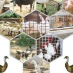 Indian animal husbandry corporation limited