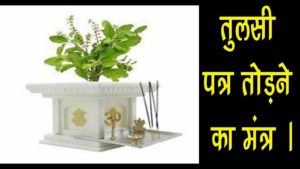 तुलसी मंत्र, तुलसी के पत्ते तोड़ते और जल देते समय भी बोलें Dharm Tips