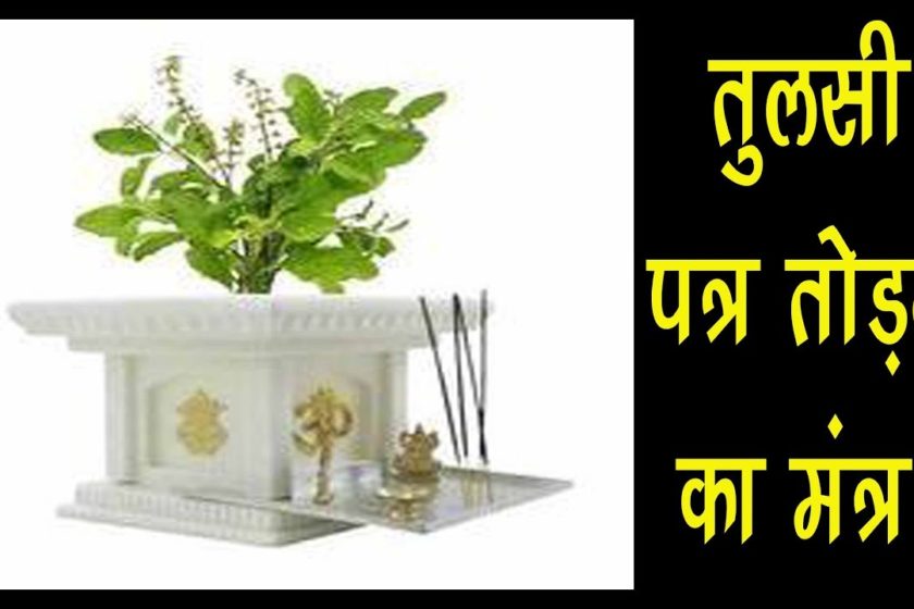 तुलसी मंत्र, तुलसी के पत्ते तोड़ते और जल देते समय भी बोलें Dharm Tips