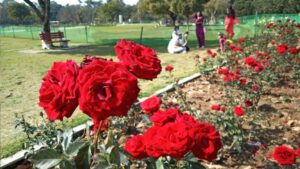 चंडीगढ़ में 53वें Rose Festival की शानदार शुरुआत , प्रशासक ने किया उद्घाटन।