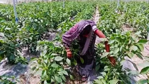 Haryana : नकली बीज बेचने वालों के खिलाफ नया कानून लागू ,दो साल की सज़ा और तीन लाख रुपये तक होगा जुर्माना ।