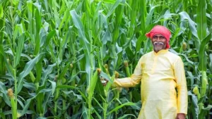 किसानों के लिए बड़ी राहत! यूपी में इन 9 फसलों को मिलेगा KCC और बीमा का लाभ।