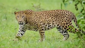 UP के इटावा शहर के करीब पहुंचा तेंदुआ, शहरवासियों में फैली दहशत, क्षेत्र में भय का माहौल।