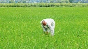 Mann सरकार Farmers के साथ: Paddy की एक-एक बोरी खरीदी जाएगी, Farmers को मिल रही पूरी कीमत