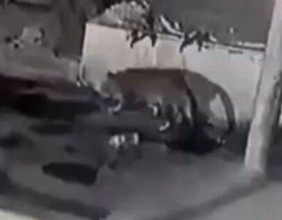 चंडीगढ़ में देर रात दहशत: सेक्टर-29 के रिहायशी इलाके में दिखा तेंदुए जैसा जानवर, सीसीटीवी में कैद