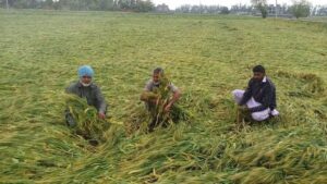 बेमौसम बारिश से तबाही के बीच Punjab पहुंचेगी केंद्रीय टीम, प्रभावित जिलों का करेगी दौरा